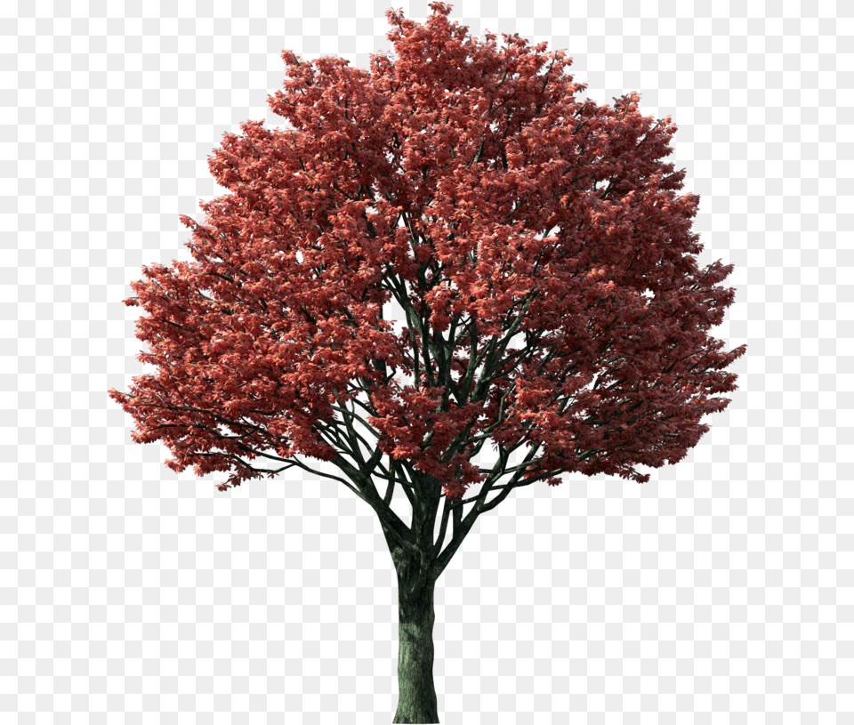Of Tree In The Fall Japanese Maple Tree, Plant, Flower Free Transparent Png