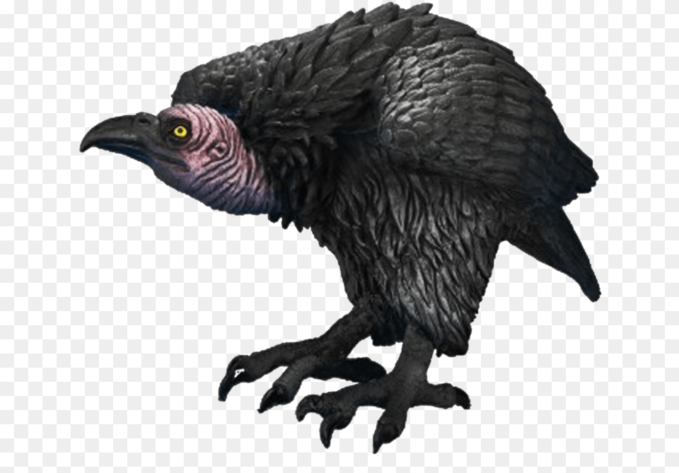 Of Vultures Vulture, Animal, Bird, Condor Free Transparent Png