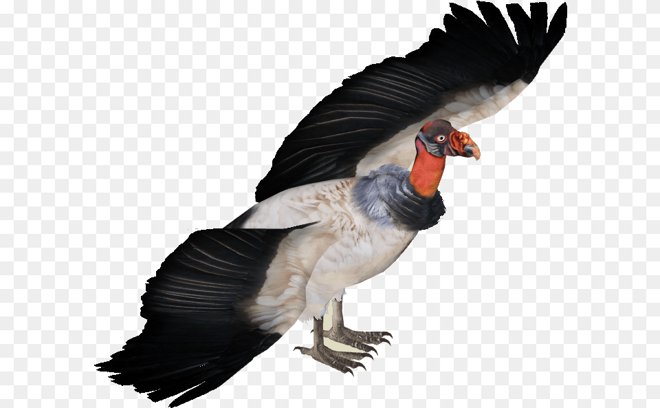 Of Vultures Zoo Tycoon 2 Vulture, Animal, Bird, Condor Free Transparent Png