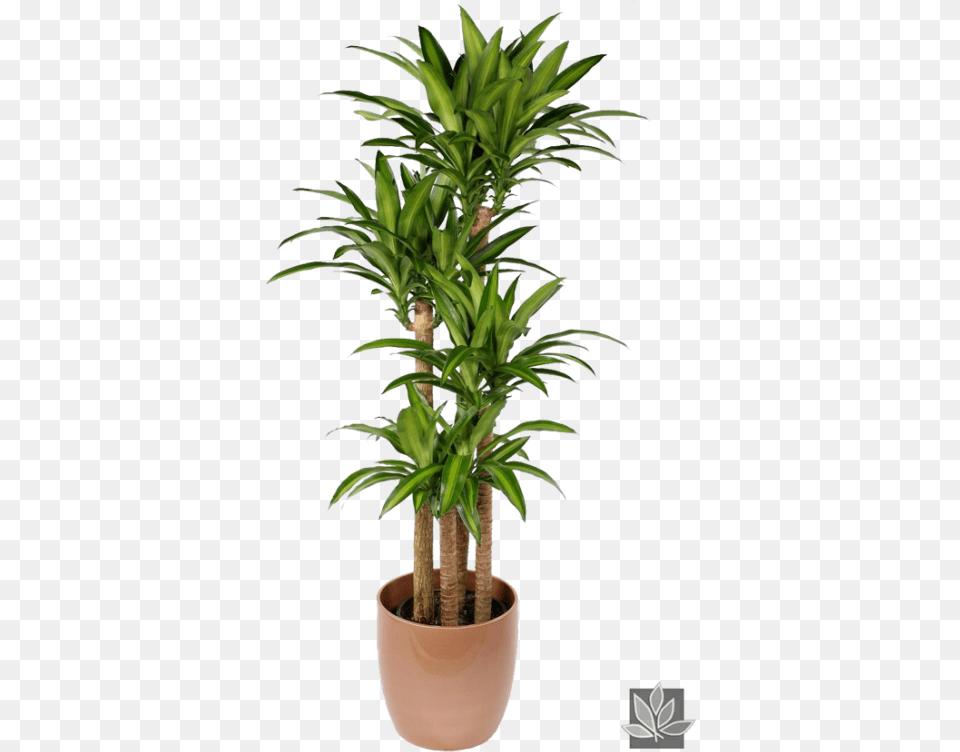 Office Plant Dracena Massangeana, Palm Tree, Potted Plant, Tree Png Image