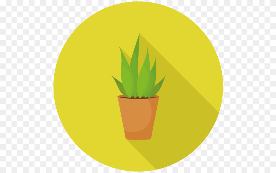 Office Plant Rental For Businesses, Leaf, Potted Plant, Jar, Planter Free Png