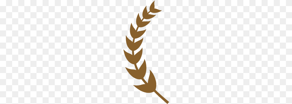 Official Leaves Laurel Leaves Icon, Leaf, Plant, Person, Face Free Png Download