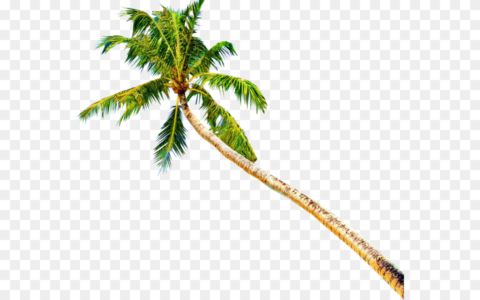 Official Psd Coconut Tree, Leaf, Palm Tree, Plant, Summer Free Png Download