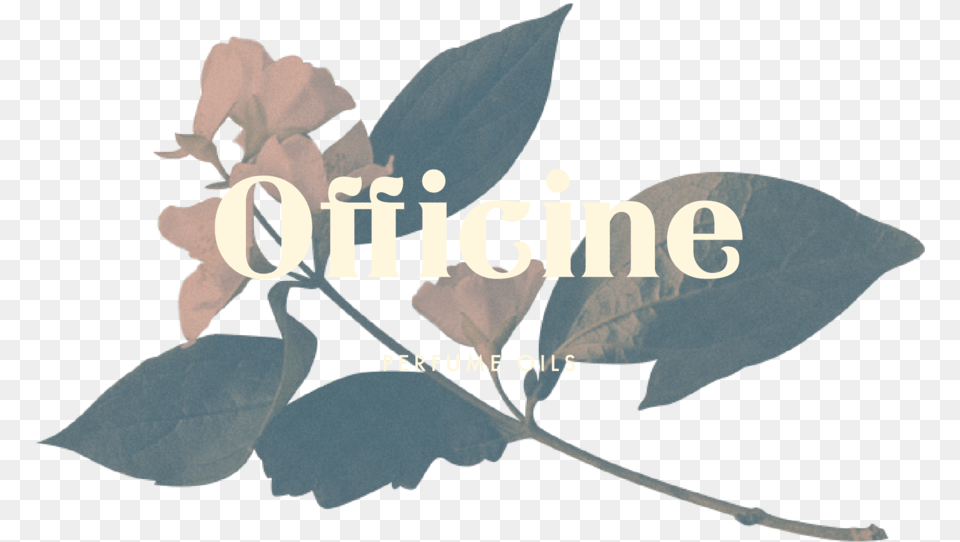 Officine Welcome 15 Portable Network Graphics, Leaf, Plant, Flower, Person Free Png Download