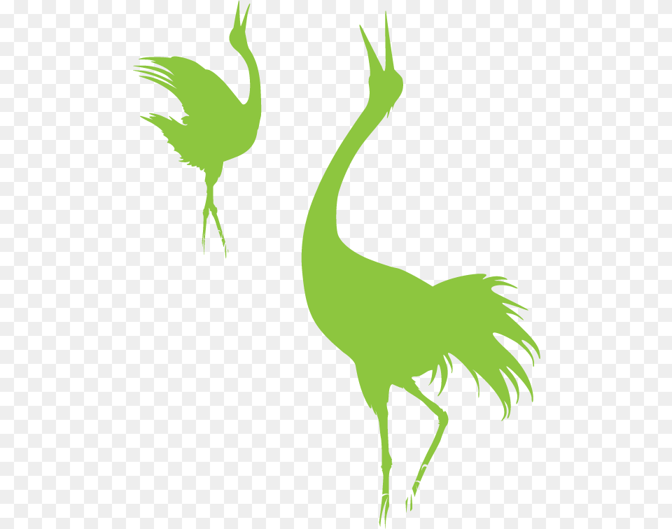 Og Crane Like Bird, Animal, Crane Bird, Waterfowl, Adult Png