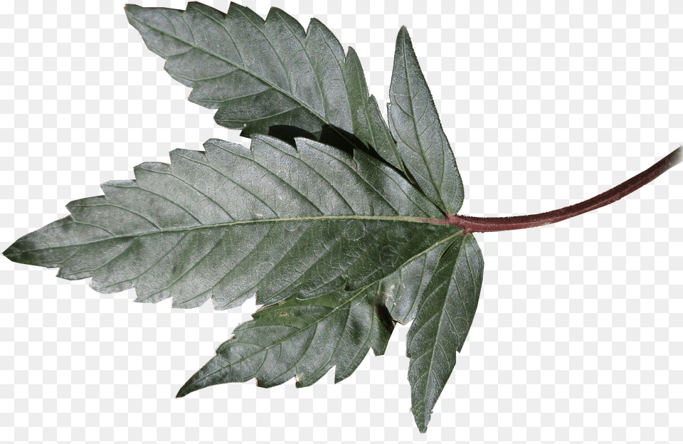 Og Kush Leaf Original Og Kush Plant, Tree Png