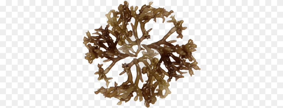 Ogo Seaweed Kahuku Ogo, Plant Free Png