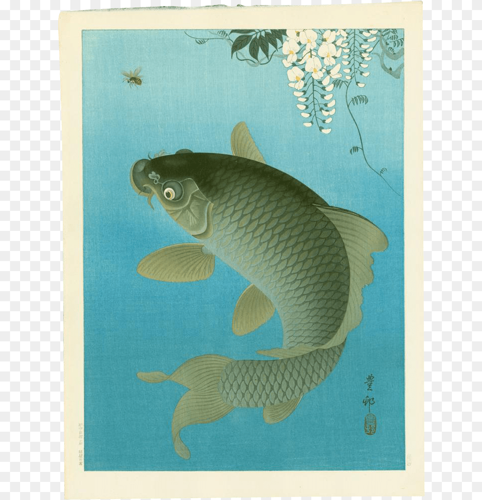 Ohara Koson Koi, Animal, Fish, Sea Life, Carp Free Transparent Png