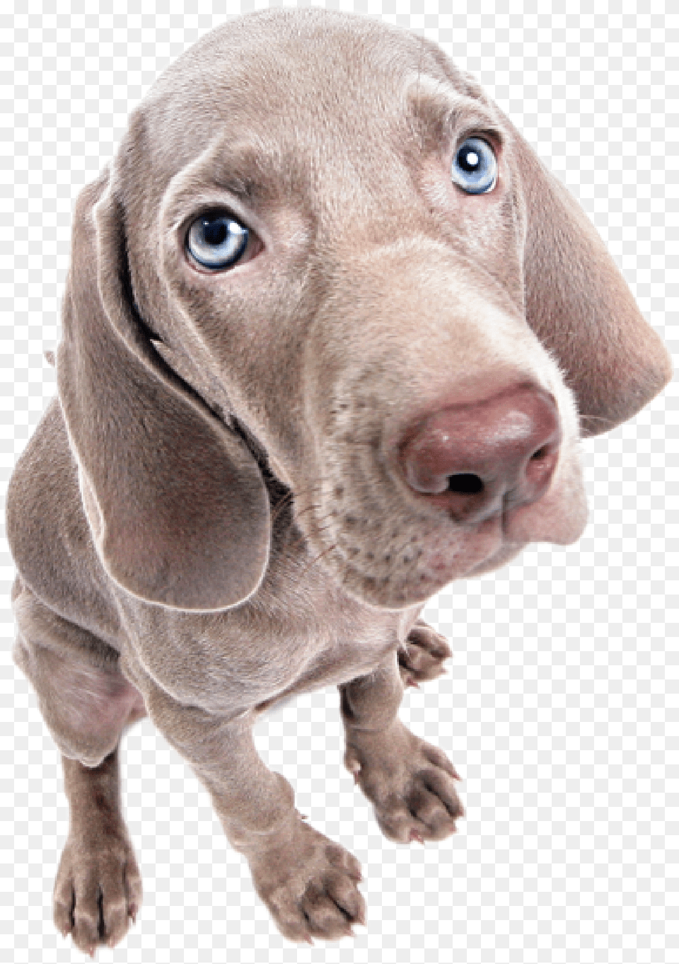 Ohio Animal Health Foundation Fore Animals Classic Become Weimaraner, Snout, Canine, Dog, Mammal Free Png Download