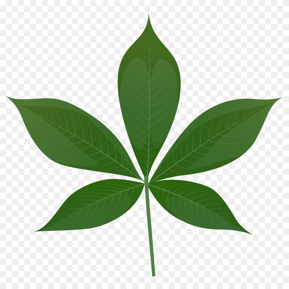 Ohio Buckeye Green Leaf Clipart, Plant Free Png