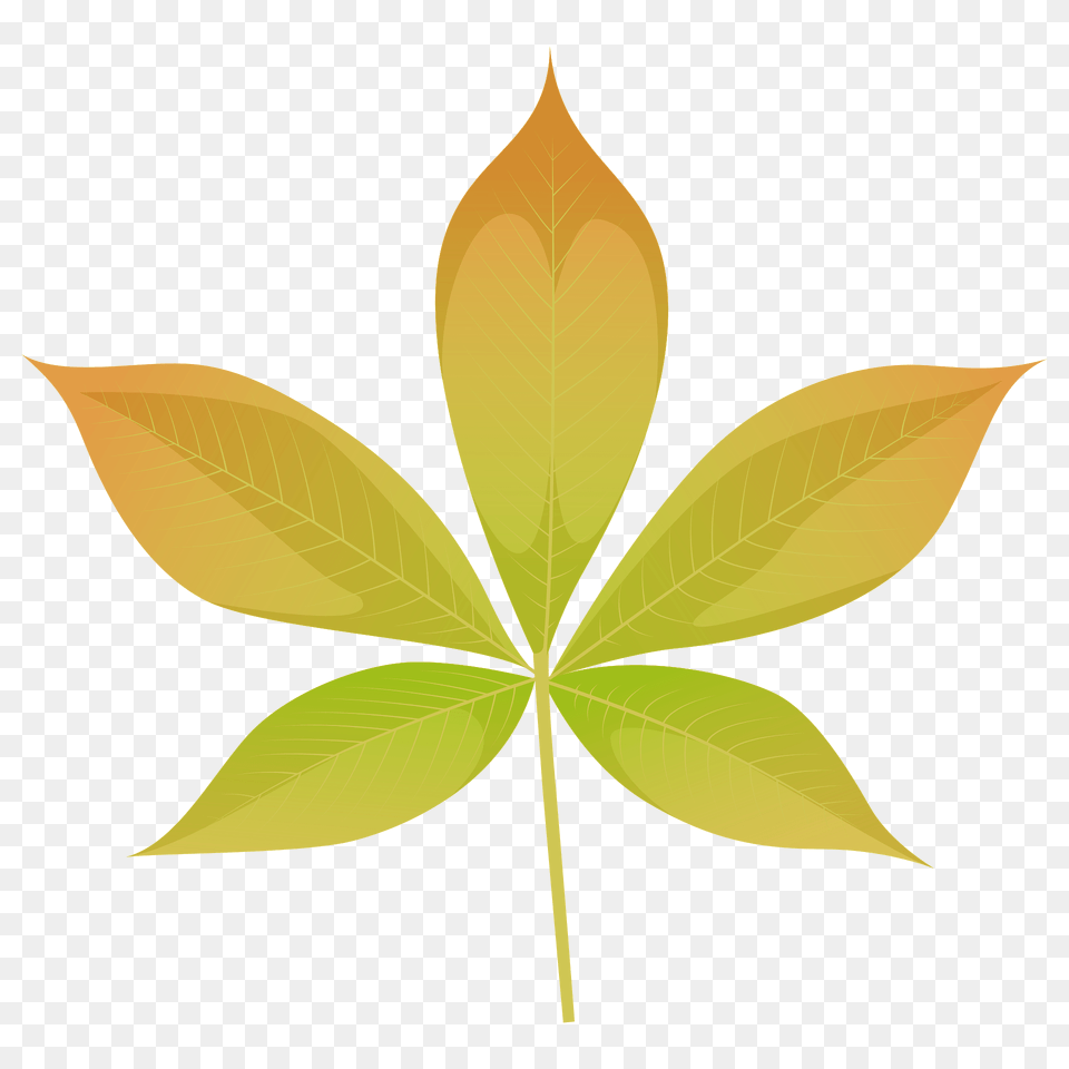 Ohio Buckeye Yellow Leaf Clipart, Plant, Tree Png