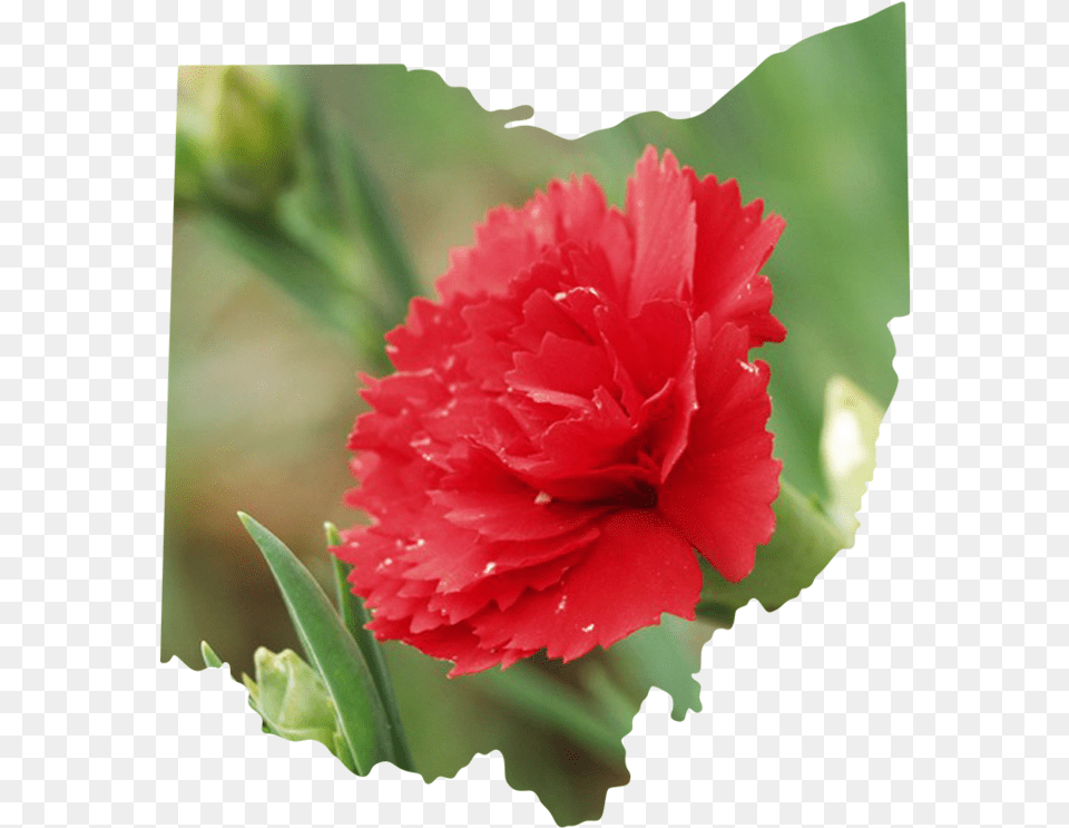 Ohio Carnation, Flower, Plant, Rose Png Image