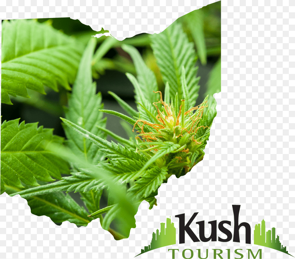 Ohio Joint Travel Regulations Ohio Marijuana Cannabis, Bud, Sprout, Plant, Leaf Free Png Download