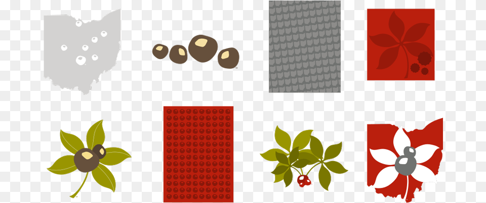 Ohio State Buckeye Leaf Clipart Buckeye Nut And Leaf, Art, Graphics, Plant, Pattern Free Transparent Png