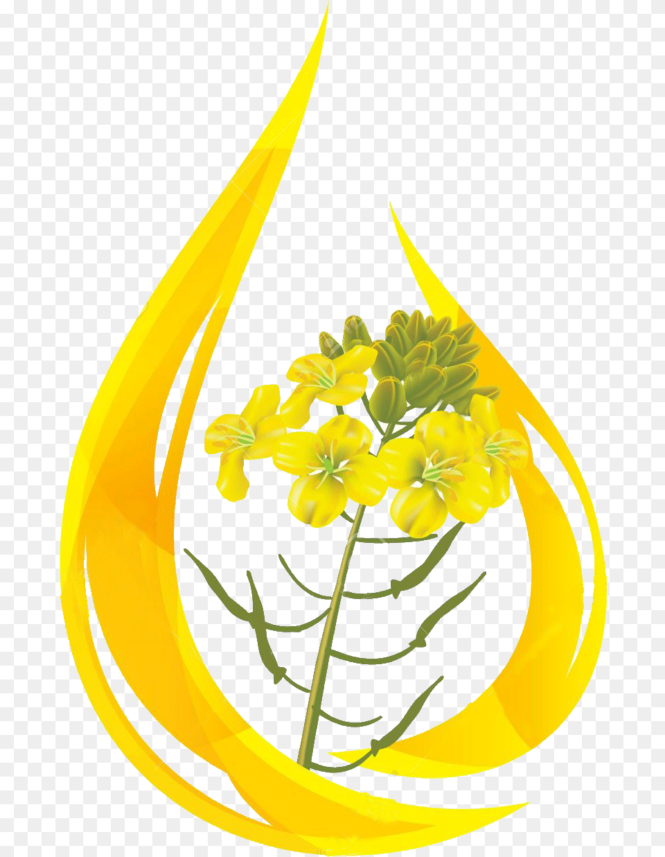 Oil Clipart Mustard Oil Mustard Oil Drop, Flower, Plant, Art, Floral Design Free Png