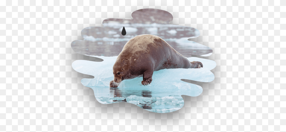 Oil Contamination Can Injure Or Kill Marine Mammals Bearded Seal, Animal, Bear, Mammal, Wildlife Free Png Download