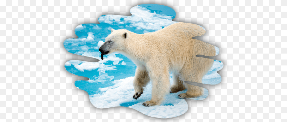 Oil Contamination Can Injure Or Kill Marine Mammals Polar Bear, Animal, Mammal, Wildlife, Polar Bear Free Png Download