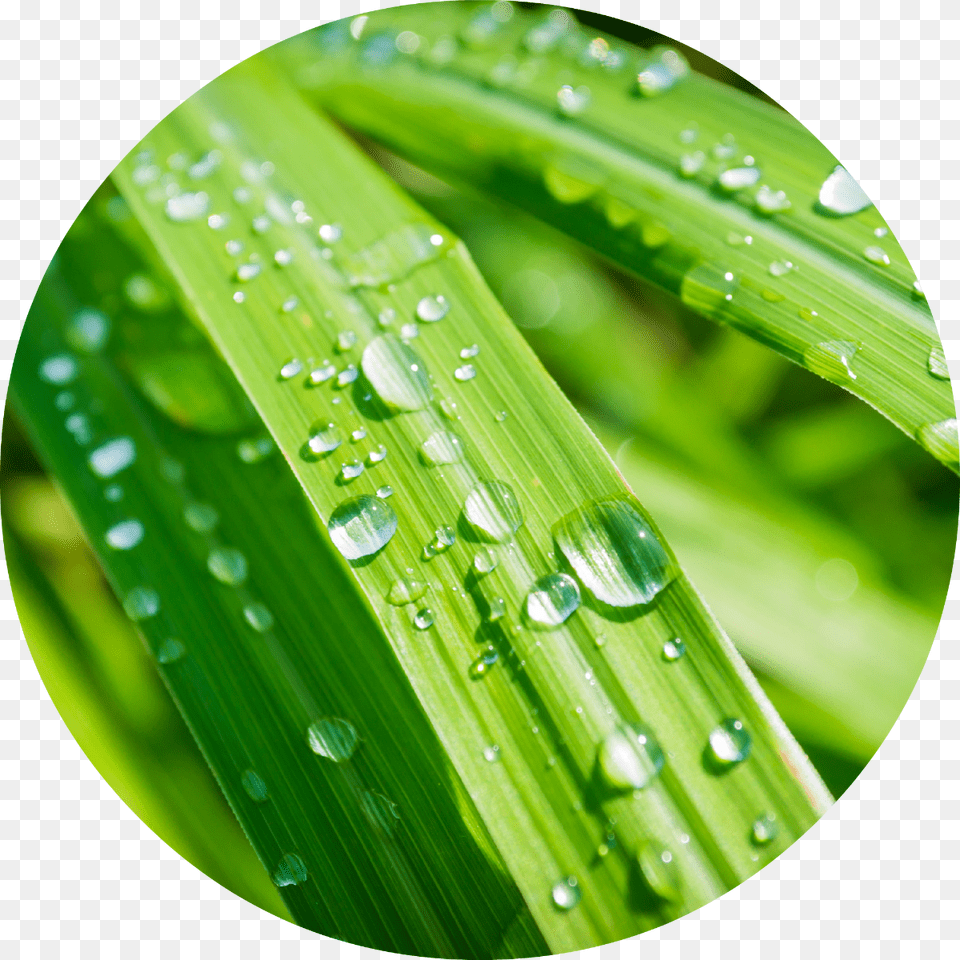 Oil Drop, Droplet, Green, Leaf, Plant Png Image