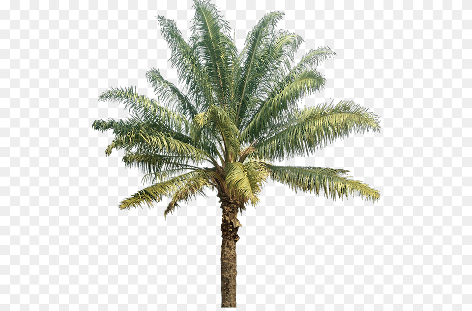 Oil Palm Tree, Palm Tree, Plant Free Transparent Png