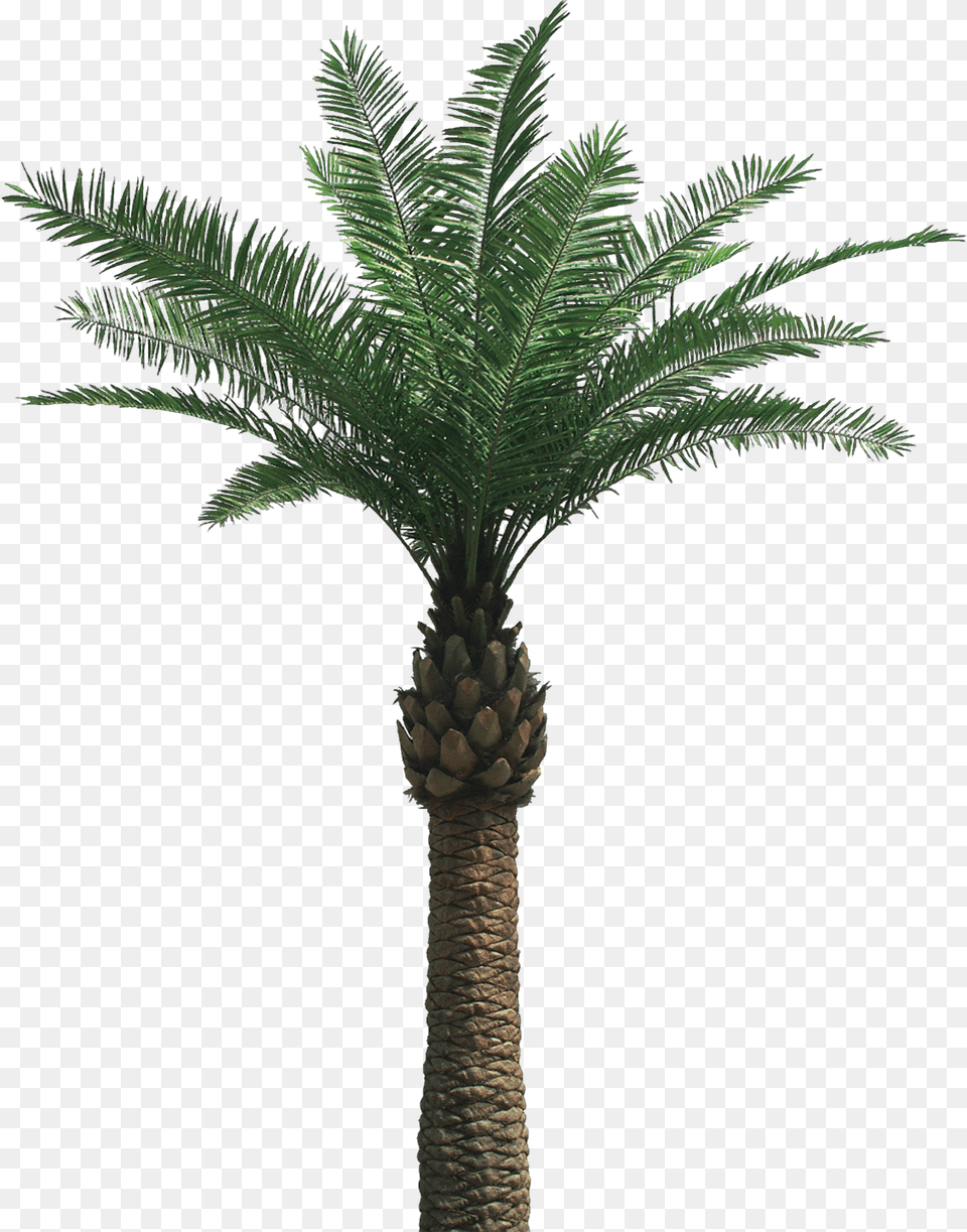 Oil Palm Tree, Palm Tree, Plant Free Png