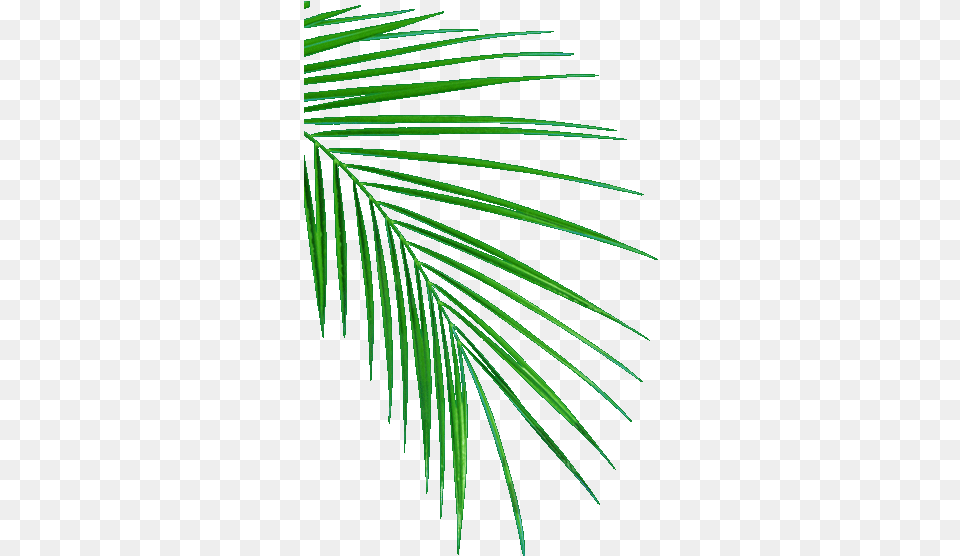 Oil Palm Uganda Edible Vegetable Cooking And Hygene Palm Leaves Drawing, Green, Leaf, Palm Tree, Plant Png Image