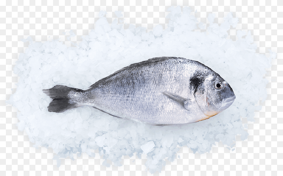 Oily Fish, Animal, Sea Life, Food, Mullet Fish Free Png