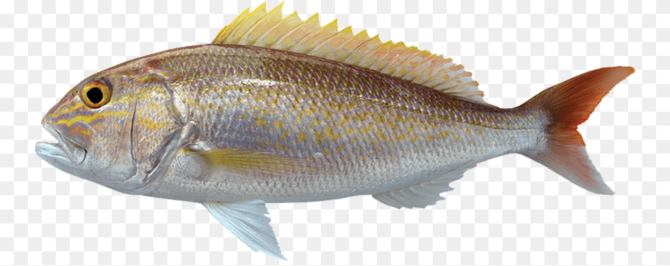 Oily Fish, Animal, Sea Life, Perch Free Transparent Png