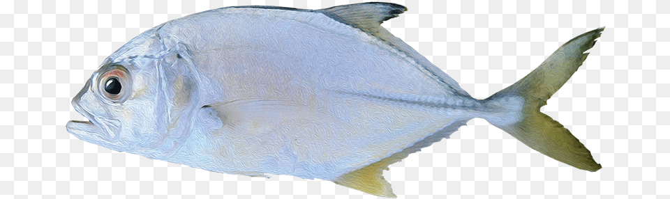 Oily Fish, Animal, Sea Life, Tuna, Bonito Png Image