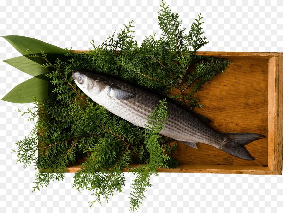 Oily Fish, Animal, Food, Mullet Fish, Sea Life Free Transparent Png