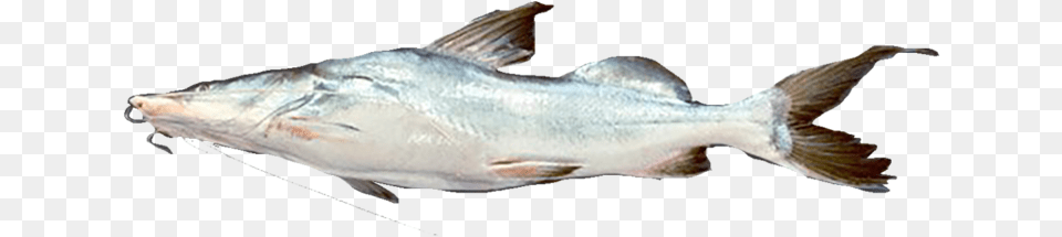 Oily Fish, Animal, Sea Life, Tuna, Cod Free Png