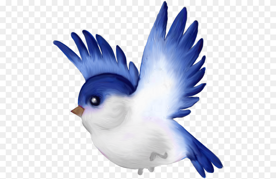 Oiseaux Birds Oiseauxbirdspng Bird Pretty Bird Clipart, Animal, Jay, Bluebird, Blue Jay Png Image