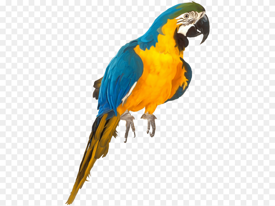 Oiseauxbirds Parrots Clip Art Birds Parrot Illustrations Parrot Psd, Animal, Bird, Macaw Png Image