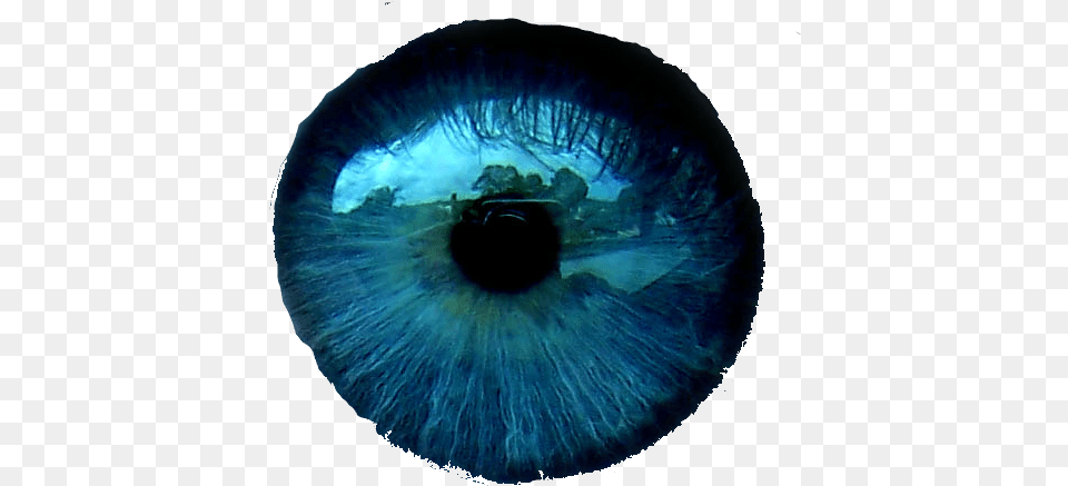Ojos Azules, Sphere, Animal, Fish, Sea Life Free Transparent Png