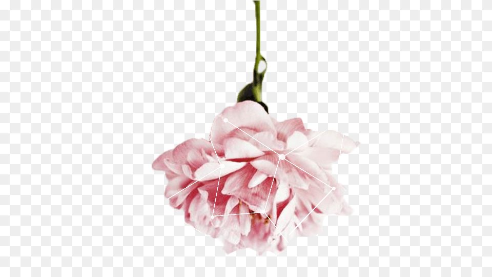 Ok I Sound Weird Pink Flowers For Word, Rose, Plant, Petal, Flower Png Image