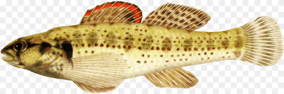 Okaloosa Darter Fish Clipart Realistic Tropical Fish Clipart, Animal, Sea Life, Perch Free Png