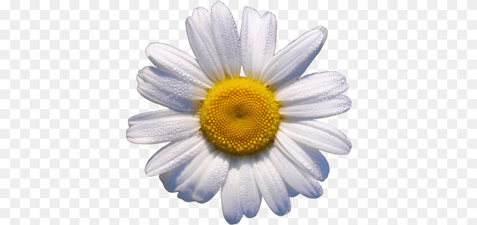 Okdfkg Things I Love Daisy Flowers White Flower Translucent Daisy, Plant, Petal Png
