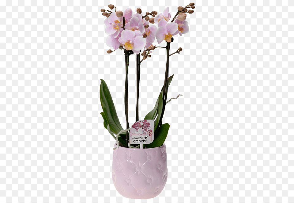 Okplant, Flower, Flower Arrangement, Plant, Ikebana Png