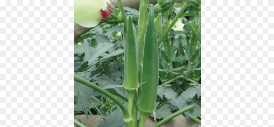 Okra, Food, Produce, Plant, Vegetable Png Image