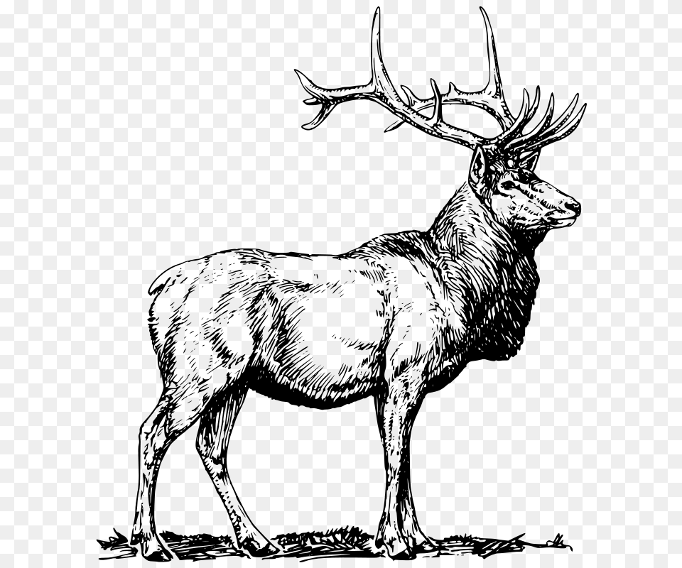 Oksmith Elk, Gray Png Image