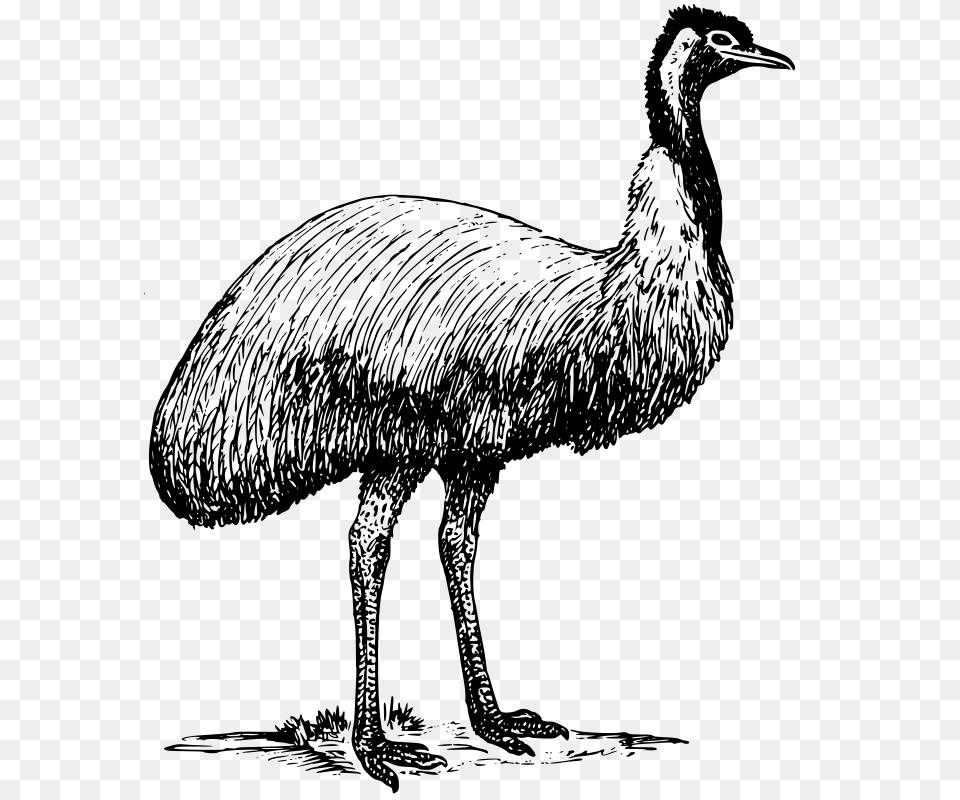 Oksmith Emu, Gray Png Image