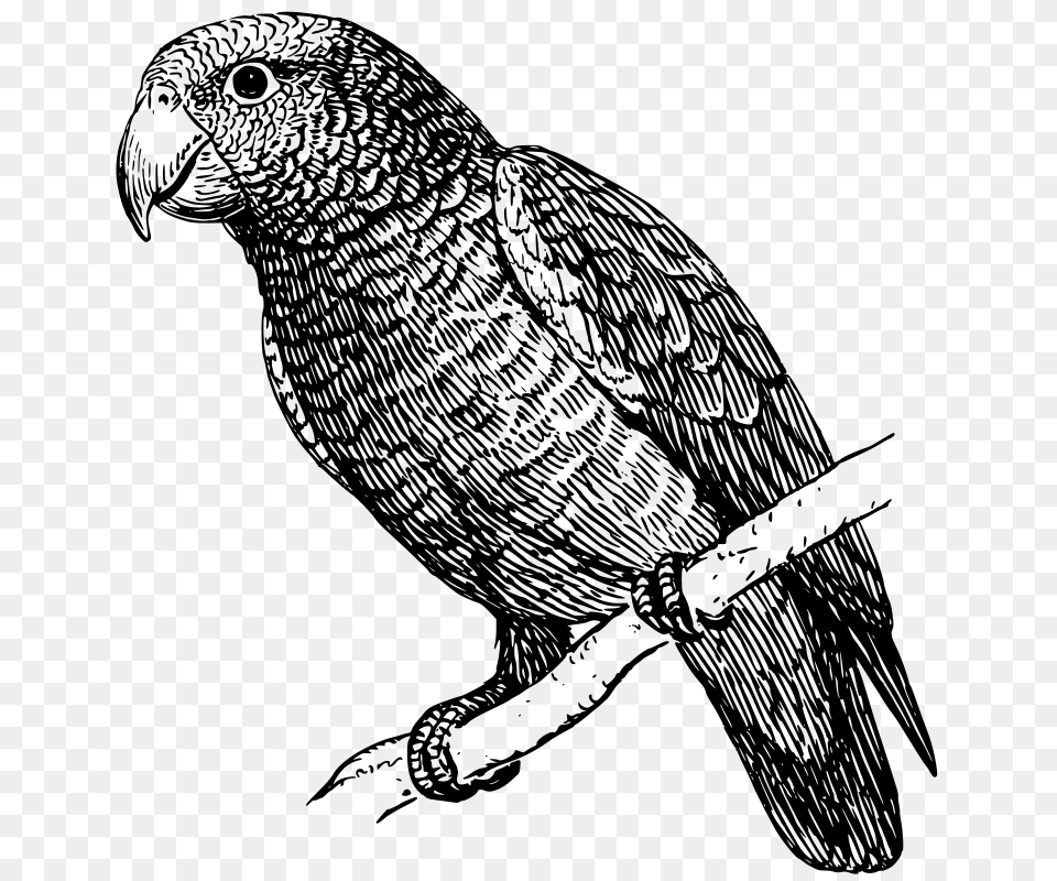 Oksmith Parrot, Gray Free Transparent Png