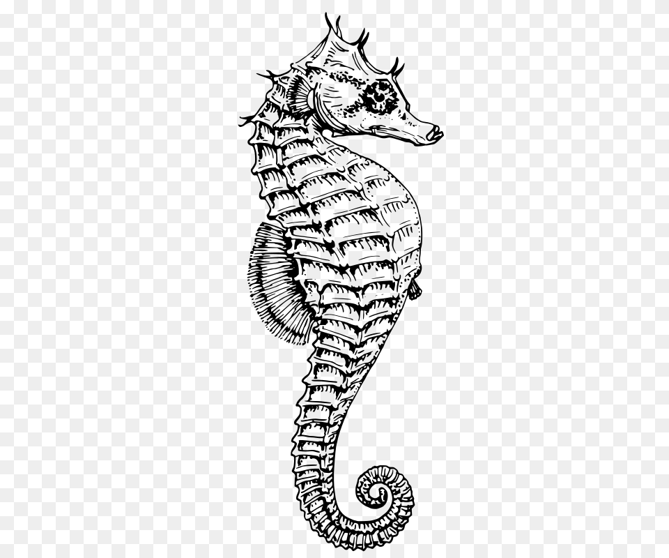 Oksmith Seahorse, Gray Free Png Download