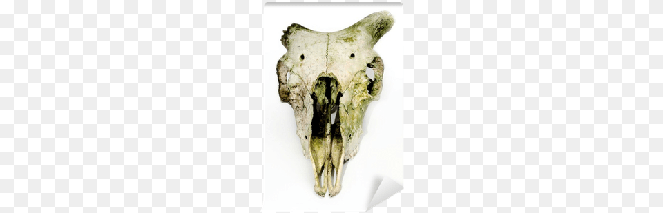 Old Animal Skull With Broken Horns Against White Background Broken Horn Skull, Accessories, Gemstone, Jewelry Free Png