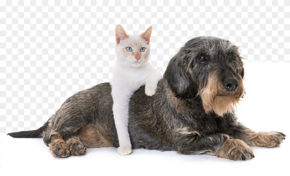 Old Cat And Dog Together, Animal, Canine, Mammal, Pet Free Png Download