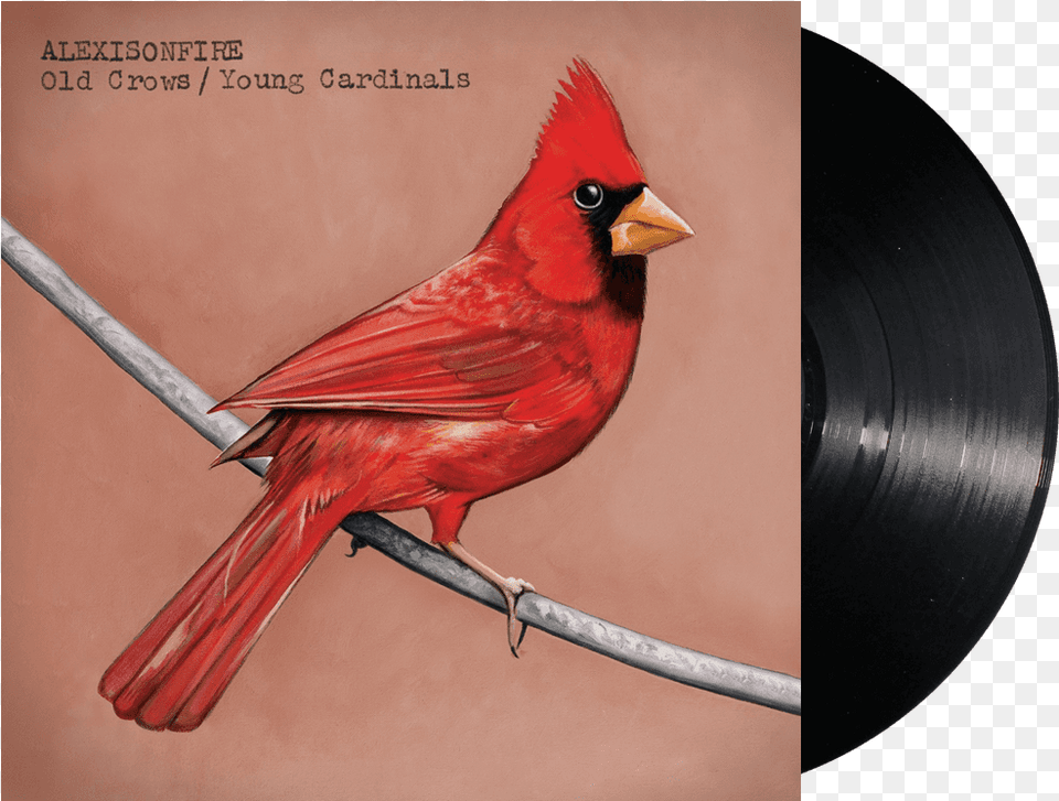 Old Crows Young Cardinals Alexisonfire Old Crows Young Cardinals, Animal, Bird, Cardinal, Beak Free Png Download