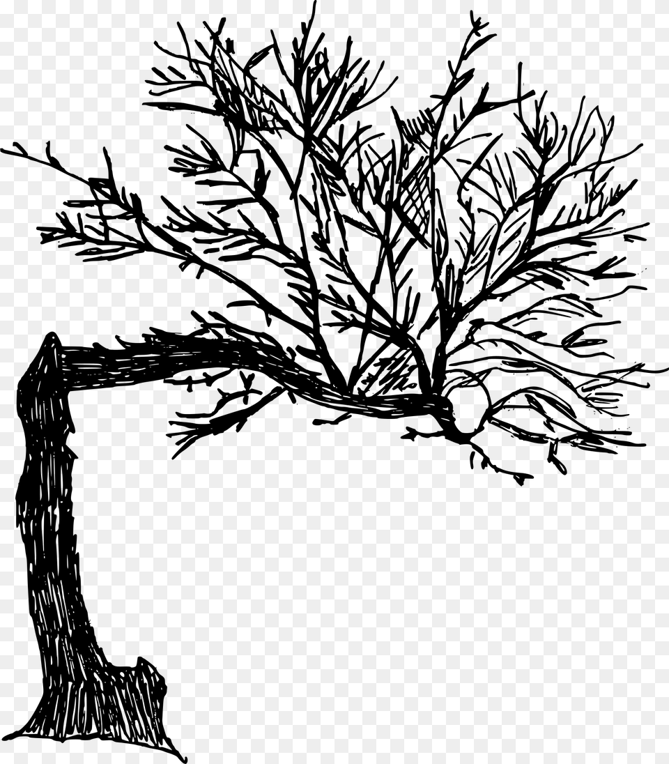 Old Drawn Tree, Gray Png