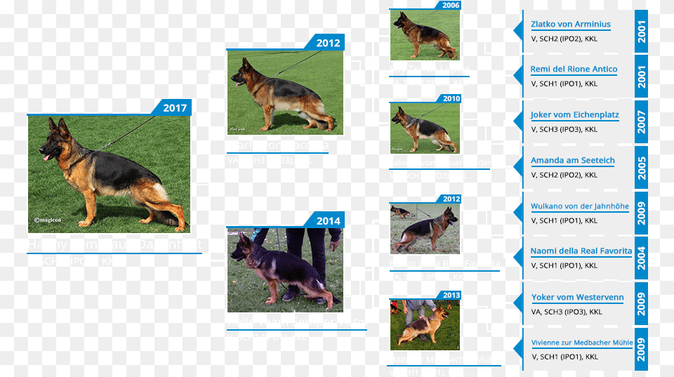 Old German Shepherd Dog, Animal, Canine, German Shepherd, Mammal Free Png Download
