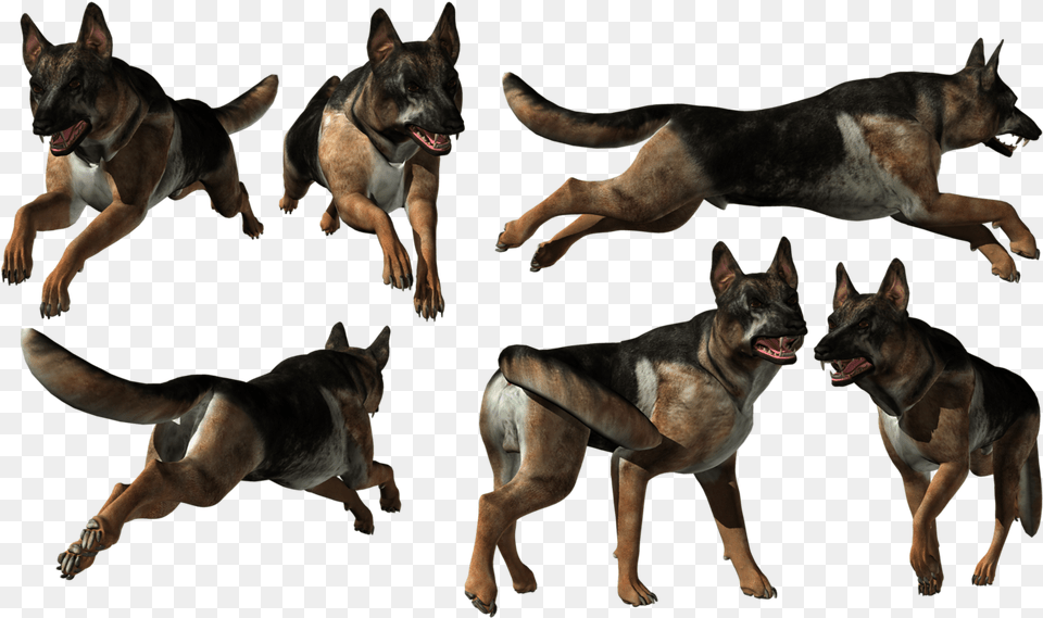 Old German Shepherd Dog, Animal, Canine, Mammal, Pet Png Image