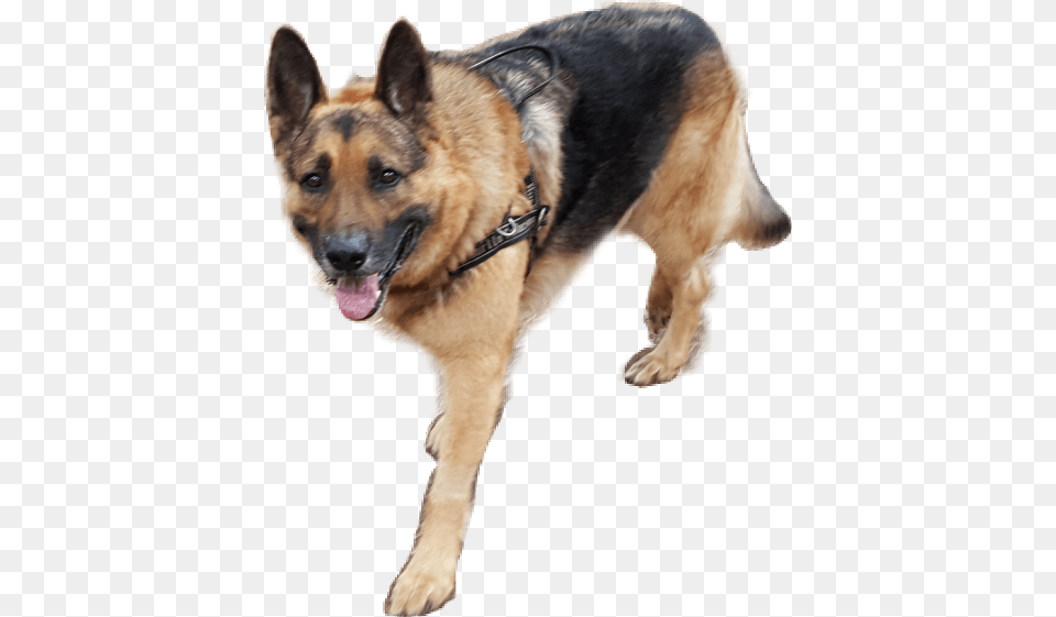 Old German Shepherd Dog, Animal, Canine, German Shepherd, Mammal Png Image