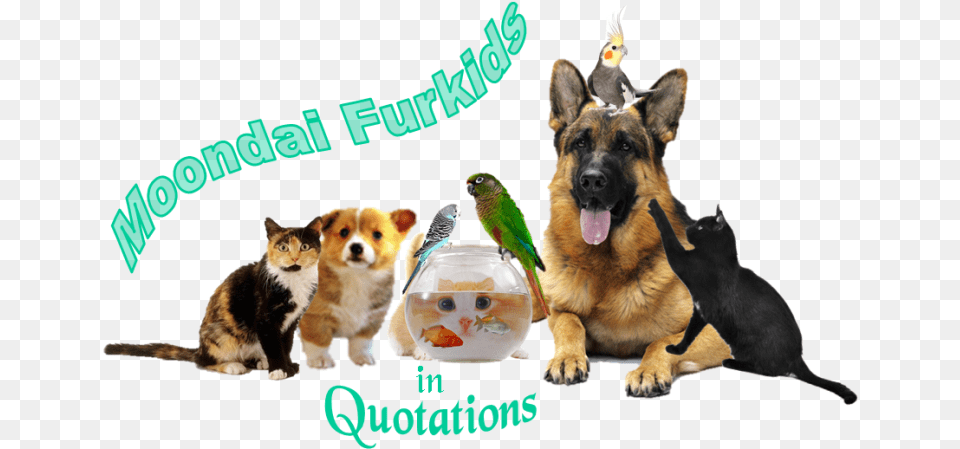 Old German Shepherd Dog, Animal, Bird, Canine, Mammal Free Transparent Png